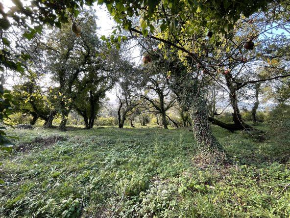 investment property for sale