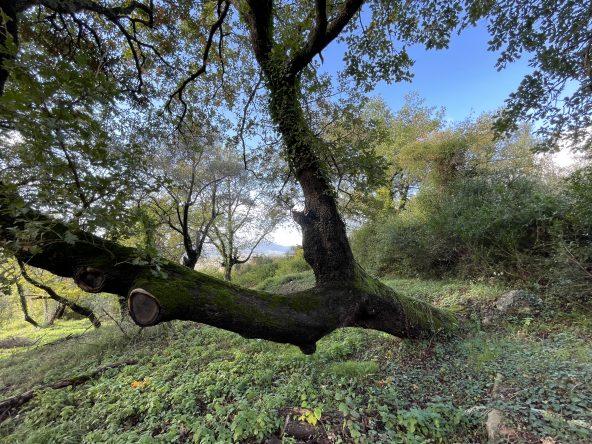 investment property for sale