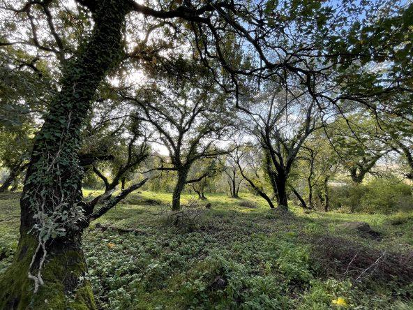 investment property for sale